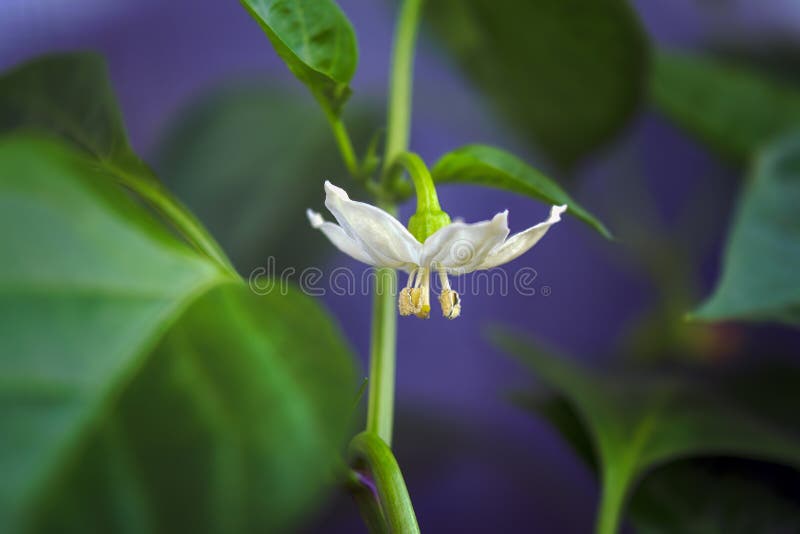 A Flower of a Cayenne Pepper Plant Capsicum Annuum. Stock Image Image of blooming, blossom