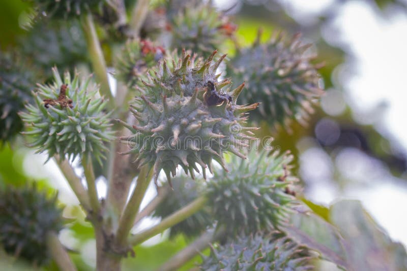 Fruits from Which the Castor Oil is Extracted, Plant Ricinus Communis ...