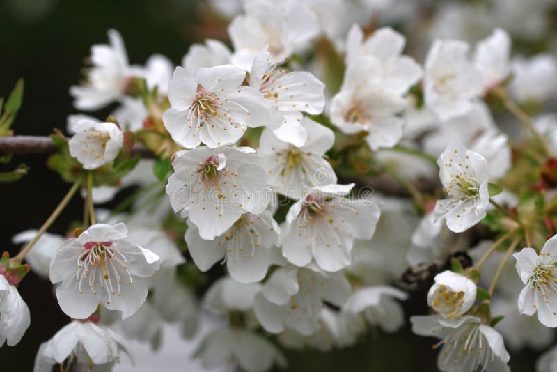 Flower cherry tree stock image. Image of easter, peach 30841471