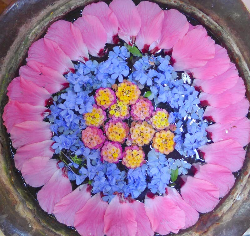 Flower Circle stock image. Image of round, float, pink 75735865