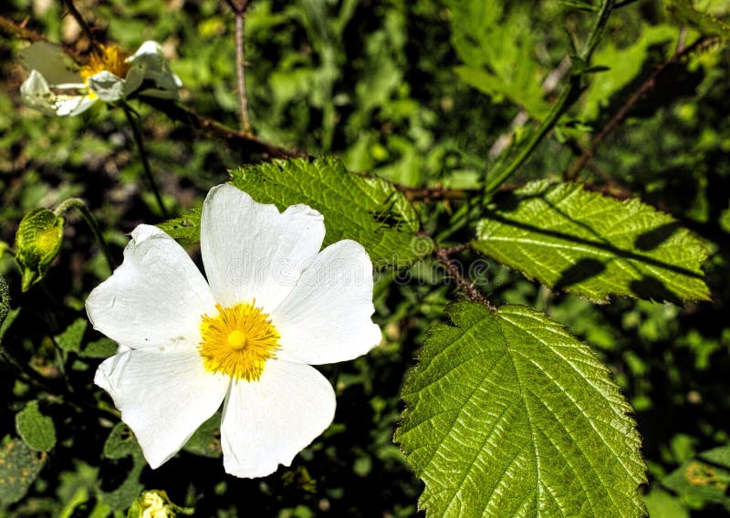 Flower of cistus