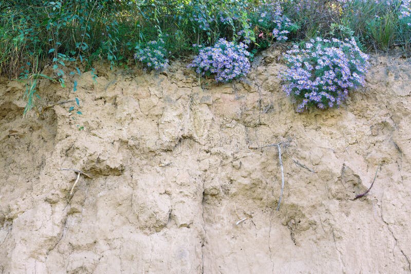 Flower on cliff stock photo. Image of nature, plant 256631462