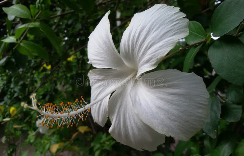 217 Joba Flower Stock Photos Free & RoyaltyFree Stock Photos from