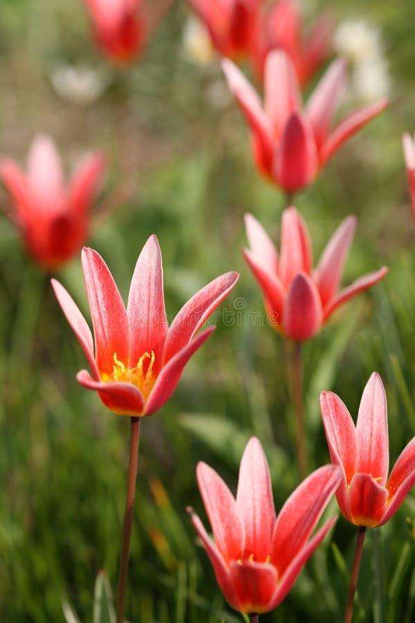 Flower closeup stock image