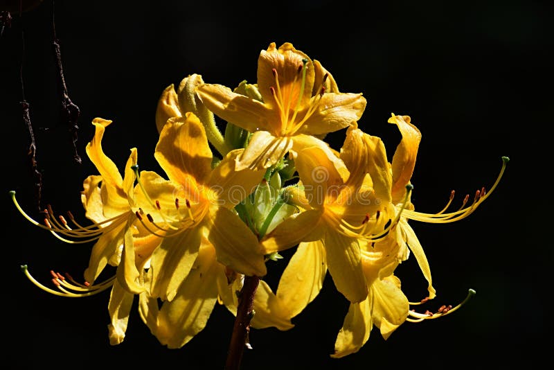 Flower cluster of Yellow Azalea decorative shrub, latin name Rhododendron luteum, in full blossom during early may, dark backgroun royalty free stock image