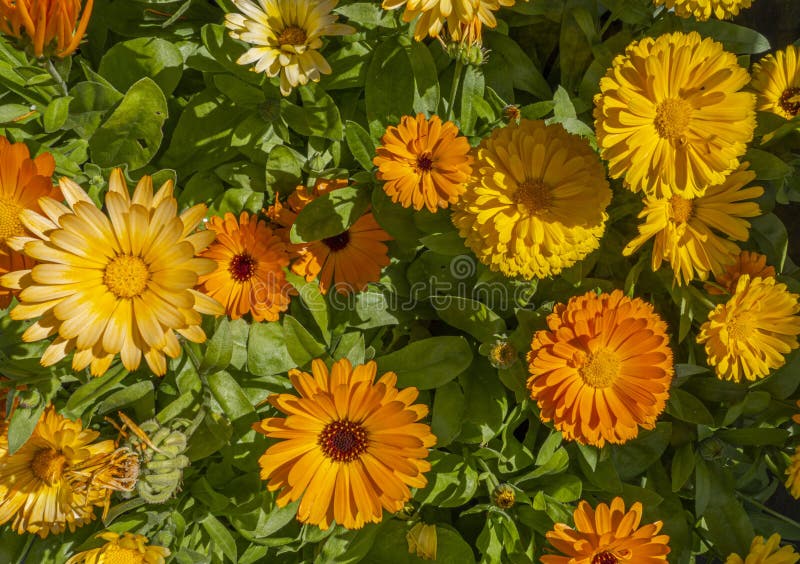 Multiple colors of flowers of the Marigold. Calendula officinalis