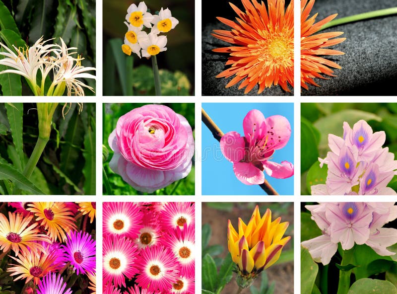 Flower collage