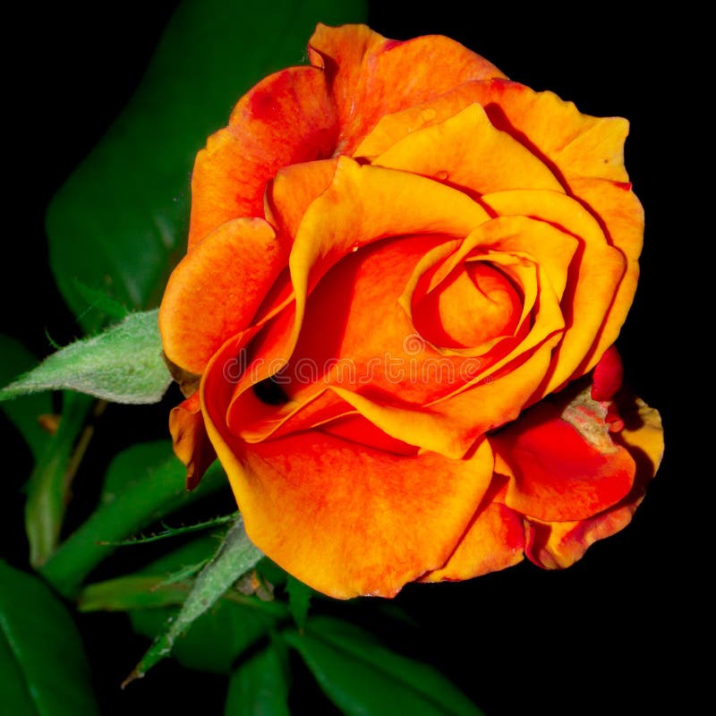 Flower Collection Isolated Red Yellow Rose Stock Image Image of bloom