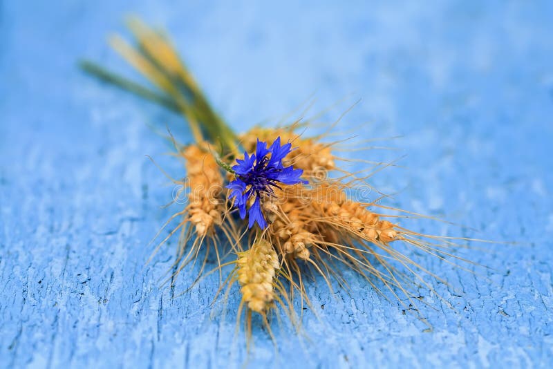 Flower cornflower, and corn bread laying on blue painted surface stock image Flower cornflower, and corn bread laying on blue painted surface stock image