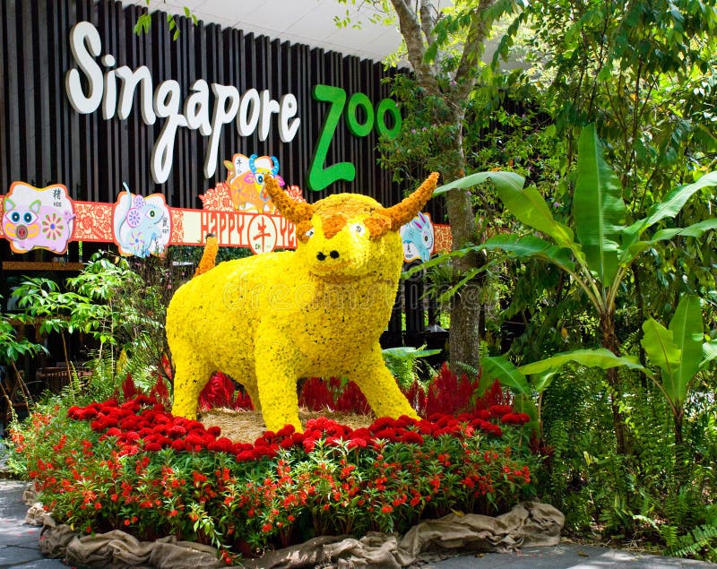 Flower Cow in Singapore Zoo