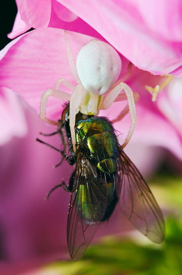 Flower (crab) spider (Misumena vatia) eating green fly on pink phlox. Flower (crab) spider (Misumena vatia) eating green fly on pink phlox