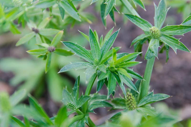 Flower Culantro or Mexican Coriander. Stock Image Image of parsley