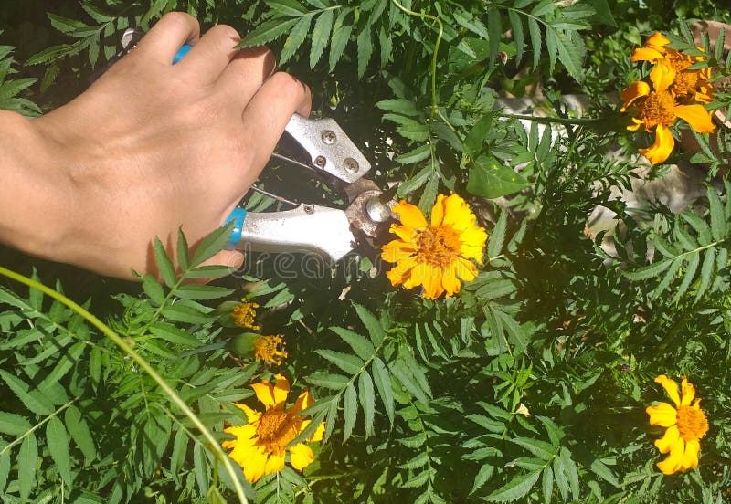 Flower Cutting Scissors & X28;pruning Shears& X29;in Hand Stock Photo