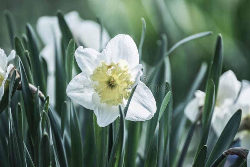 A Flower of a Daffodil. Vintage Style Stock Photo Image of growth