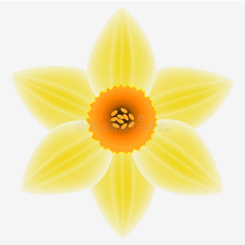 Flower Daffodil Frame Isolated on White Background. Floral Decor. Stock ...