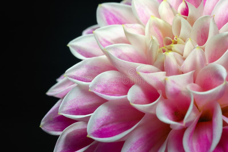 Flower dahlia