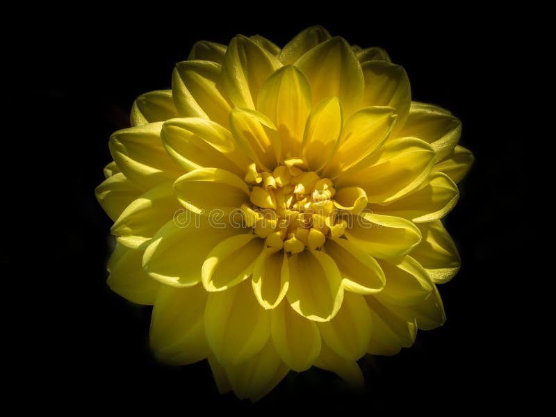 Flower dahlia noir vignetering jaune
