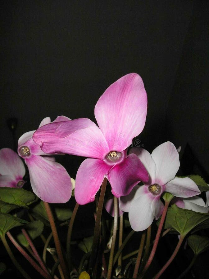 Flower stock photo. Image of smell, flower, night, outdor 166636666