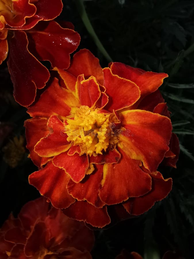 Flower, darkness, photo stock image. Image of plant 197305001