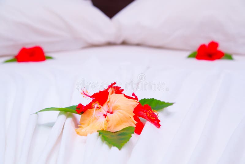 Rose Flower Decoration On Bed Stock Photo Image of roses