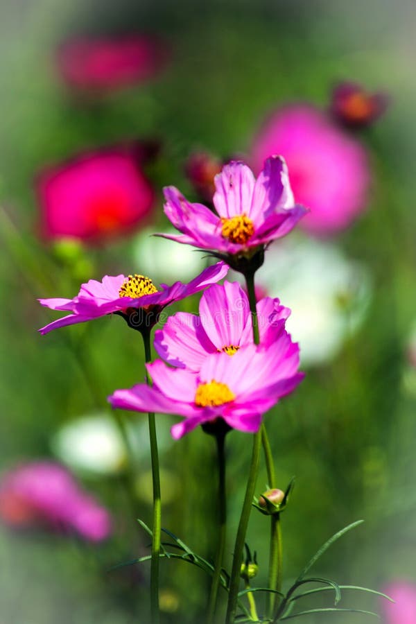 Flower delighted stock photo. Image of bright, fine, flora 27491914