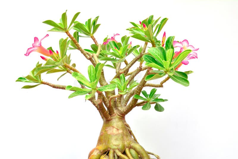 Flower Of Desert Rose And Green Leaf Of Desert Rose With Growing Stock