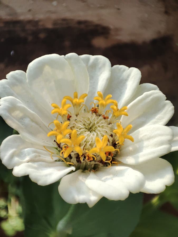 Flower Desert Zinnia stock image. Image of plant, daisy - 243238033