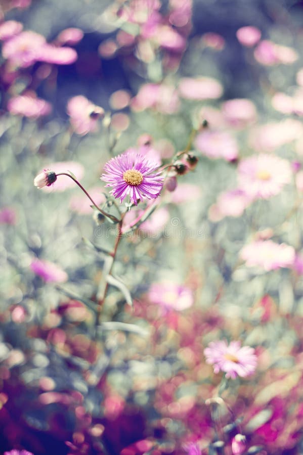 Flower design of daisies stock photo. Image of freshness 26172626