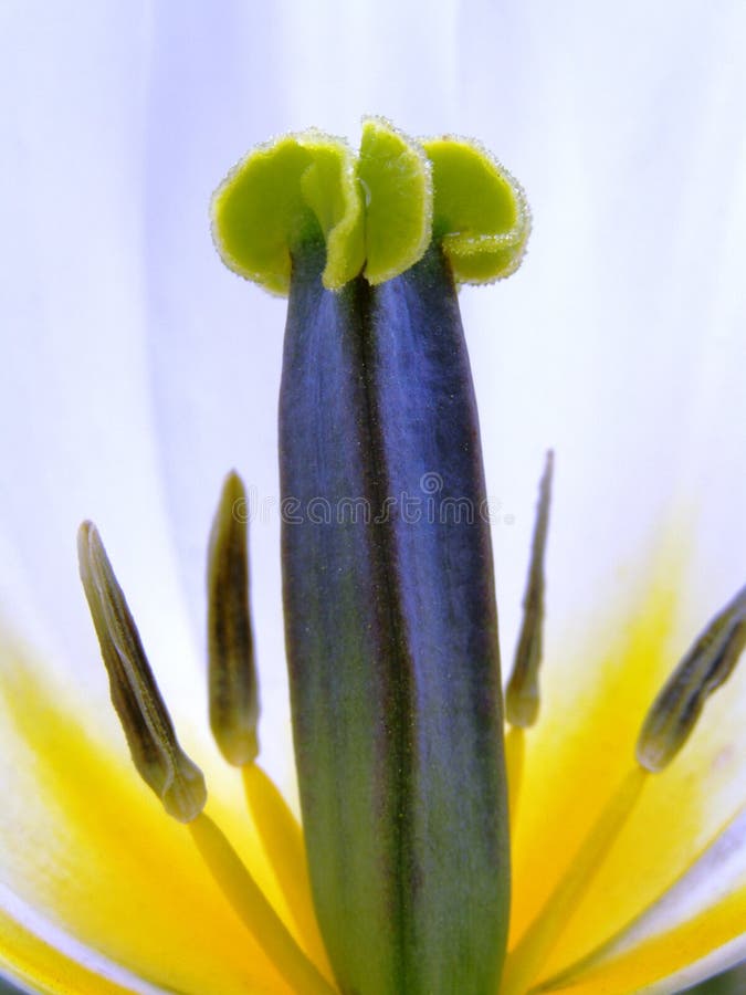 Flower detail