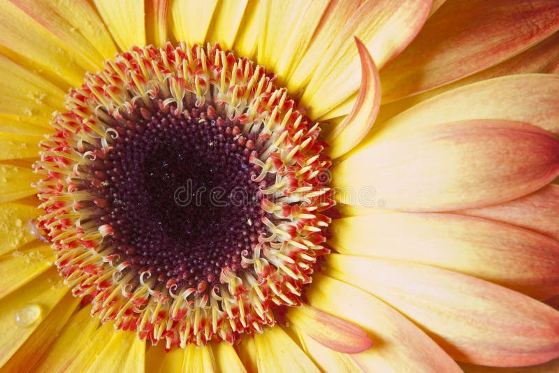 Flower detail stock image. Image of bright, beauty, border 13342969