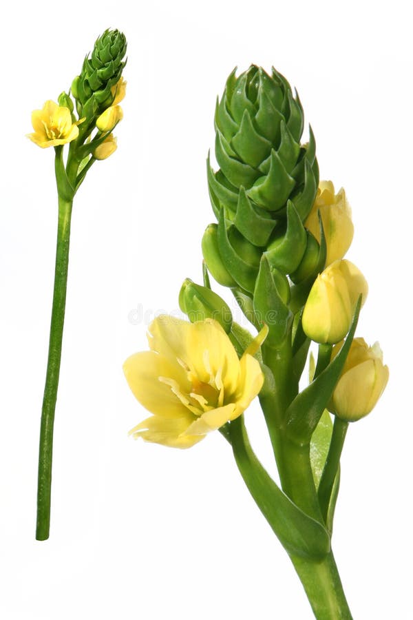 Flower detail and isolated stock photo. Image of ornamental 1973340