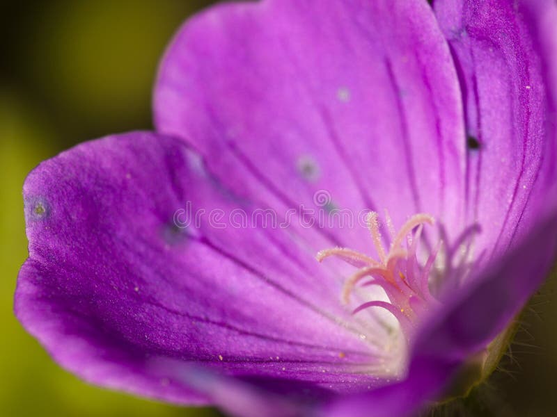 Flower detail stock photo. Image of leaf, floral, season 52162816