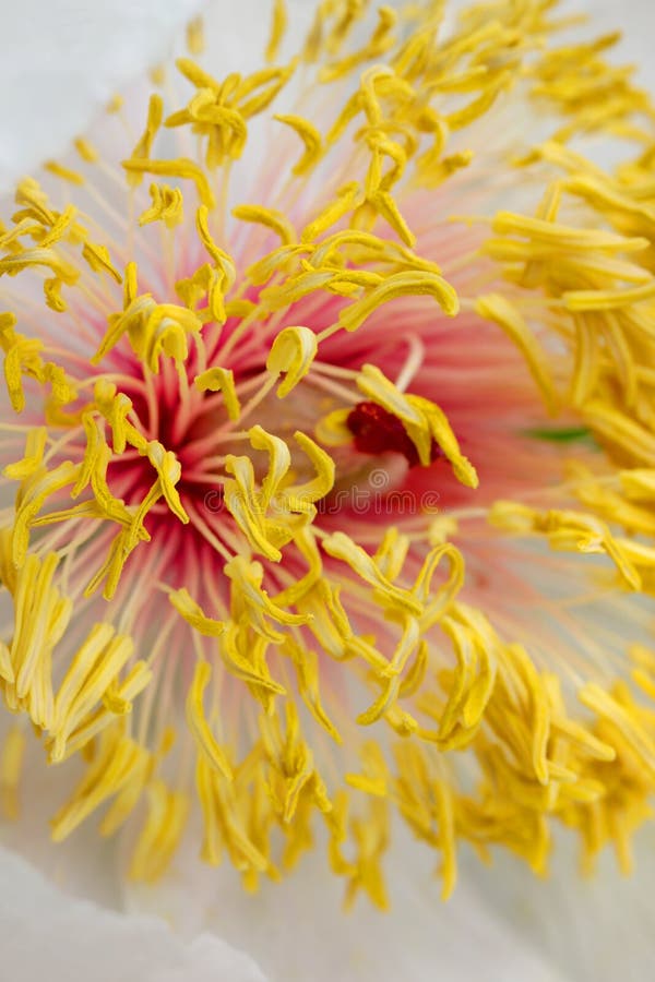 Flower details stock photo. Image of plant, closeup, beautiful 14371934