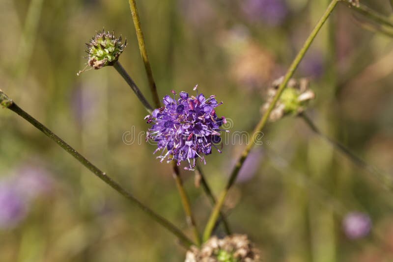 Devil bit scabious Succisa pratensis royalty free stock image