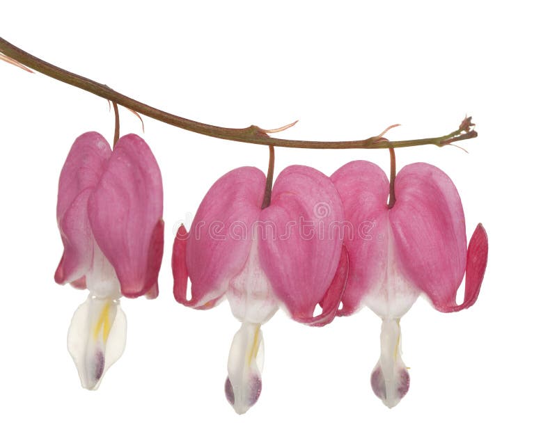 Flower dicentra stock photo. Image of spectabilis, stem 28237282