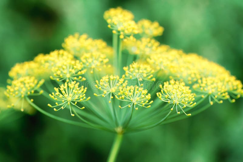 Flower Dill Plant Closeup, Growing in the Garden Stock Image Image of dill, macro 138220171