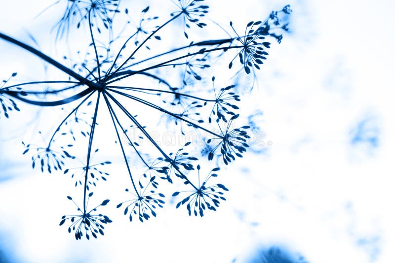 Flower and dill plant close-up toned in trendy blue color. Trendy color concept of the year, classic blue background royalty free stock images
