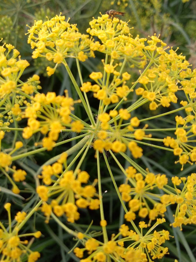 Dill Flower. Soft Selective Focus, Blur. Close Up Of Fragrant Dill