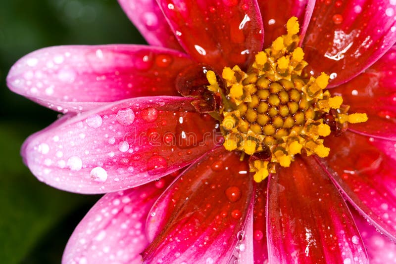 flower with drop of water