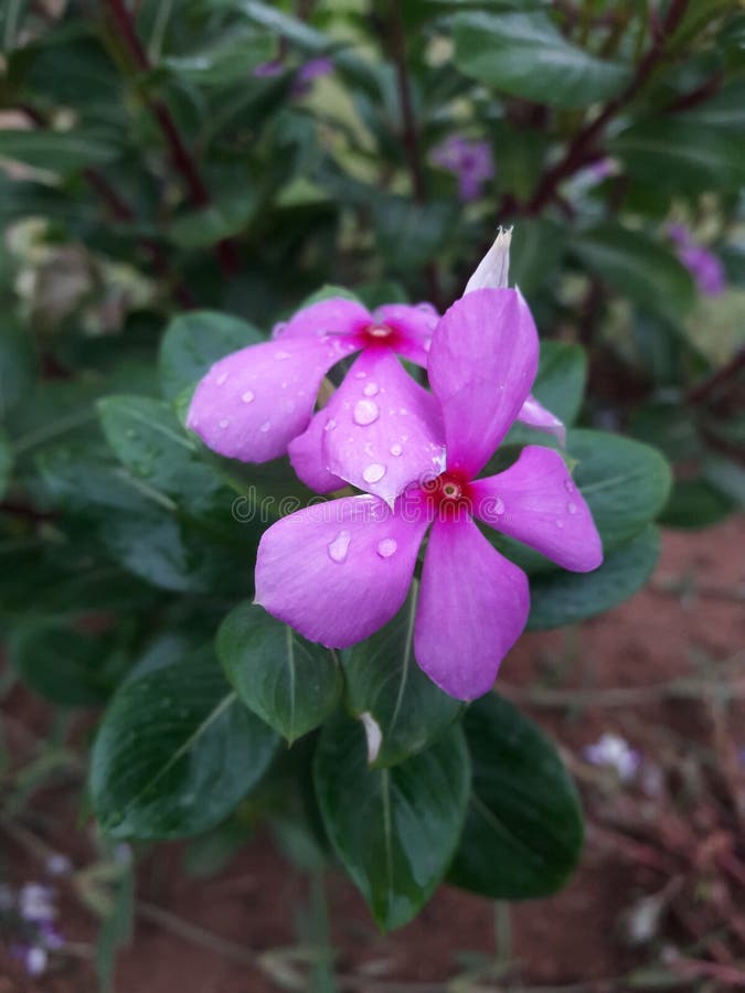 Flower stock image. Image of water, sugar, nanthiya 123595587