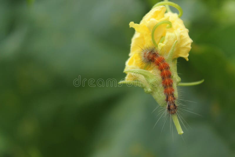 Big Yellow Flower and Caterpillar Stock Photo Image of natural