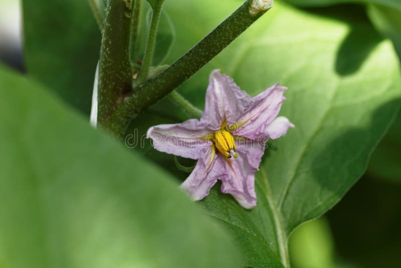 Flower of eggplant stock image. Image of healthy, garden 90629911