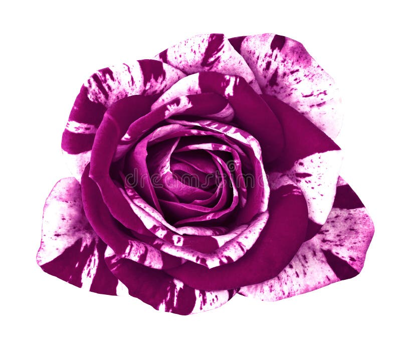 Flower Eggplant White Rose Isolated on White Background. Closeup Stock