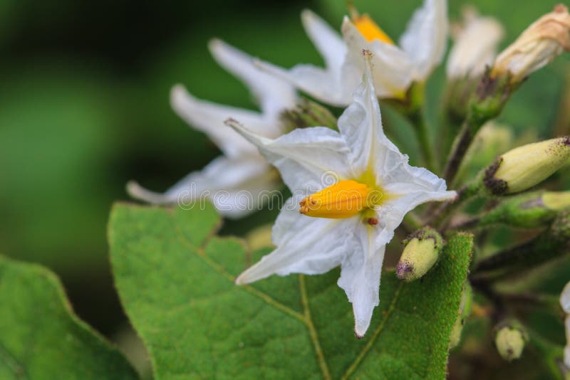 Flower of eggplant stock image. Image of blooming, field 47673997