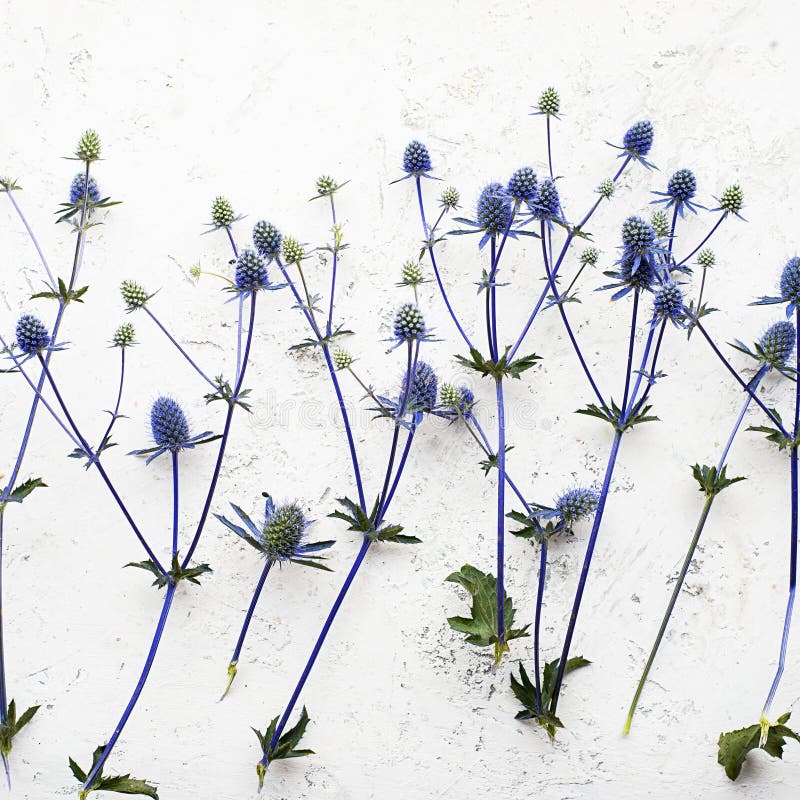 Eryngium flower stock photo. Image of national, perfume 12691722