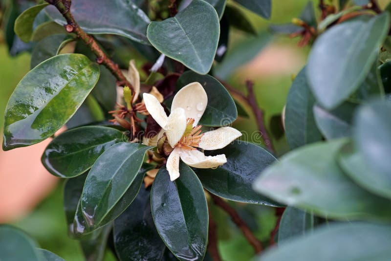 Flower of evergreen ornamental plant, banana shrub or port wine magnolia