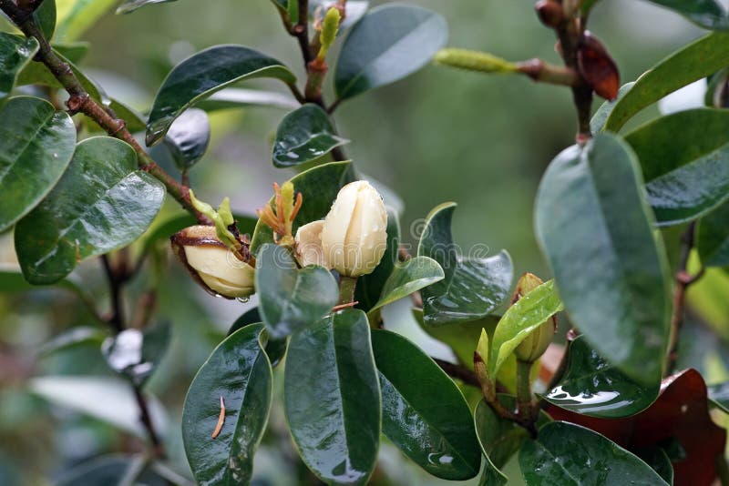 Flower of evergreen ornamental   plant, banana shrub or port wine magnolia