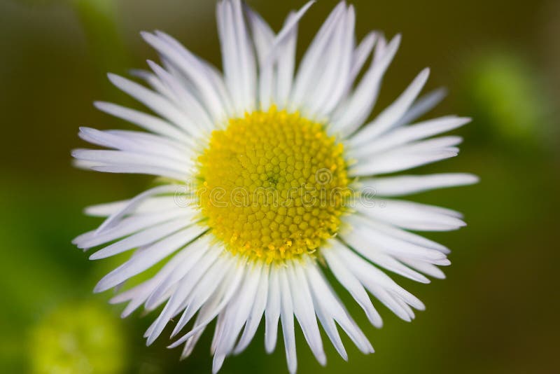 Flower of feverfew in wild