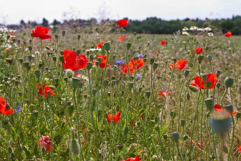 Flower field from the perspective of the ant. Perspective ant stock images, royalty-free photos and pictures