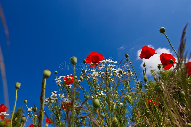 Flower field from the perspective of the ant. Perspective ant stock images, royalty-free photos and pictures